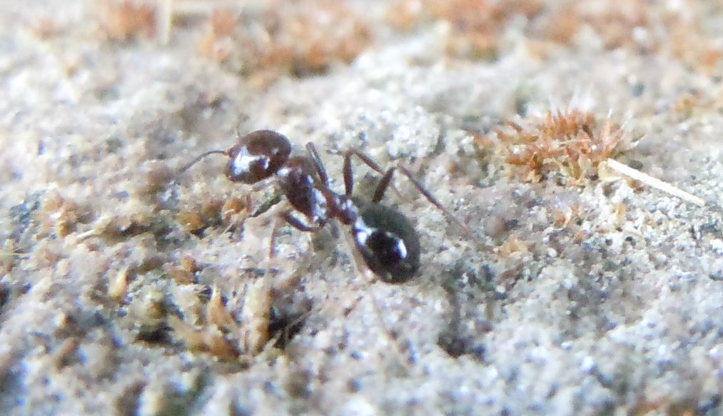 Messor minor, Formicidae